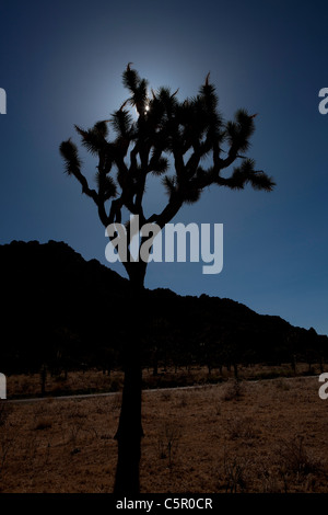 A Joshua Tree (Yucca brevifolia) stagliano dal sole, Joshua Tree National Park, California, Stati Uniti d'America Foto Stock