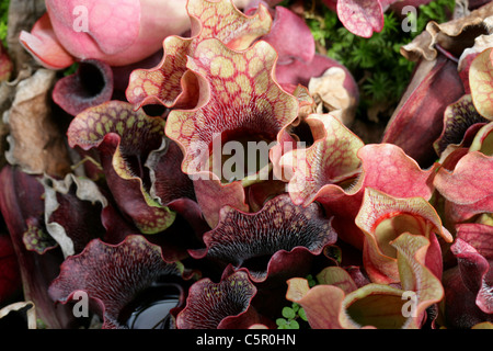 Comune di pianta brocca, Sarracenia purpurea, Sarraceniaceae. In Irlanda e in America del Nord. Aka Huntsman-coppa. Foto Stock