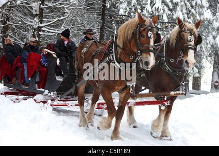 Progetto belga cavalli tira una slitta attraverso la neve vicino Tenaya Lodge, Yosemite National Park, California, Stati Uniti d'America Foto Stock