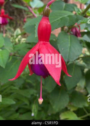 Hardy Fuchsia 'Mibrido rs Popple' Foto Stock