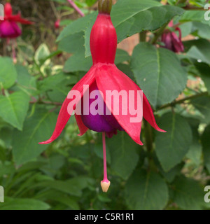 Hardy Fuchsia 'Mibrido rs Popple' Foto Stock