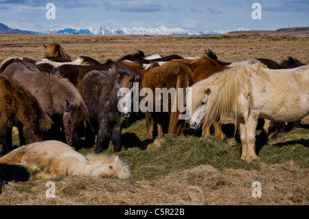 I cavalli in campo in Islanda Foto Stock