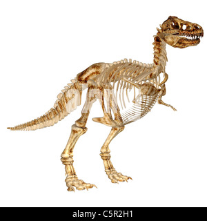 Illustrazione dello scheletro di un Tirannosauro Rex (t-rex) isolato su sfondo bianco Foto Stock