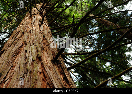 Californian coast redwood (Sequoia sempervirens) Foto Stock