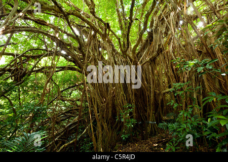 Isole Ogasawara, Giappone Foto Stock