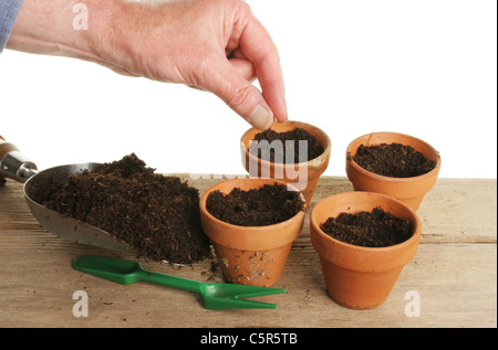 Lato singolo piantare i semi in terracotta vasi per piante su una panca in legno Foto Stock