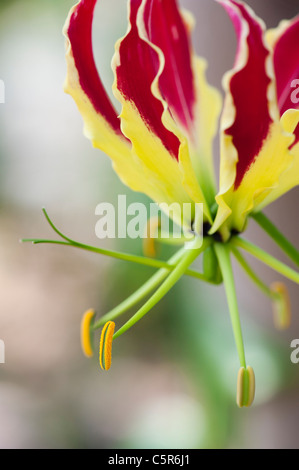 Gloriosa superba 'Rothschildiana'. Gloria giglio. Giglio di fiamma. Gloriosa lily Foto Stock