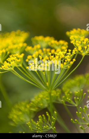 L'aneto che fiorisce con fiori gialli in estate come le erbe in un orto Foto Stock