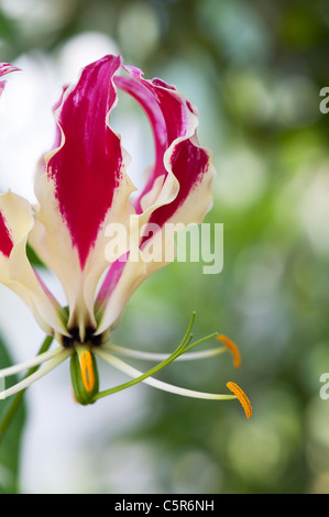 Gloriosa superba 'Rothschildiana'. Gloria giglio. Giglio di fiamma. Gloriosa lily Foto Stock