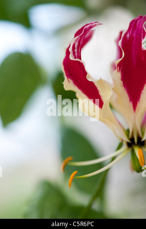 Gloriosa superba 'Rothschildiana'. Gloria giglio. Giglio di fiamma. Gloriosa lily Foto Stock