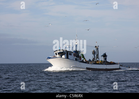 Un ritorno in barca da pesca accompagnato da gabbiani Foto Stock