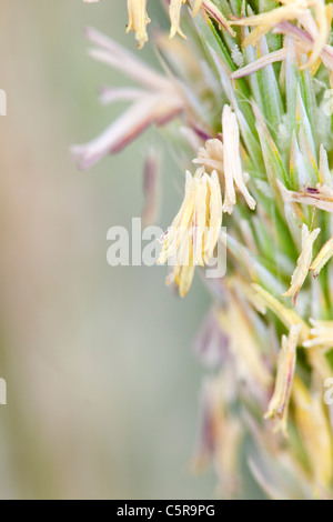 Marram erba; Ammophila arenaria; in fiore; Cornovaglia Foto Stock