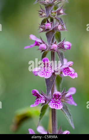 Marsh Woundwort; Stachys palustris; Cornovaglia; Regno Unito Foto Stock