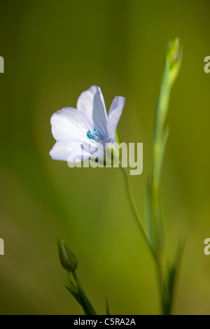 Lino pallido; Linum bienne; Cornovaglia; Regno Unito Foto Stock