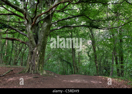 Anston pietre legno, Nottinghamshire. Un antico bosco e siti di particolare interesse scientifico (SSSI) Foto Stock