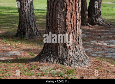 Santa Fe College insegnamento Zoo Gainesville Florida. Peccio alberi del campus universitario. Foto Stock