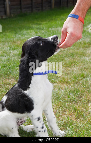 L'uomo alimentazione di un trattamento per un dieci settimane vecchio bianco e nero Springer Spaniel cucciolo di cane come ricompensa per essere buono. Regno Unito Gran Bretagna Foto Stock