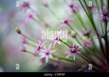 Una macro immagine di Allium Hollandicum 'viola sensazione' le teste dei fiori Foto Stock