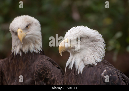 Santa Fe College insegnamento Zoo Gainesville Florida. Aquile calve Foto Stock