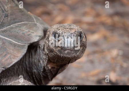 Santa Fe College insegnamento Zoo Gainesville Florida. Tartaruga Galapagos Chelonoidis nigra Foto Stock