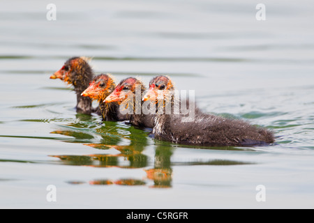 In Germania, in vista di Eurasian Coot pulcini in acqua, close up Foto Stock