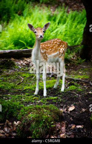 Un giovane daino fawn (Dama Dama) nel suo habitat naturale sembra stranamente alla fotocamera. Foto Stock