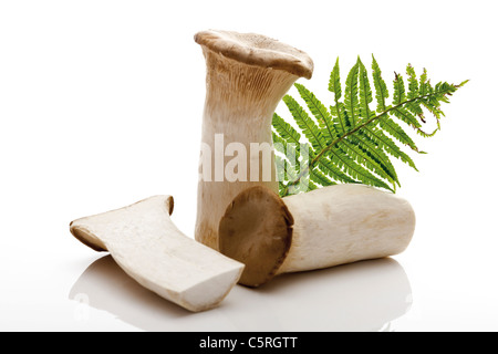 Affettato re tromba (funghi Pleurotus eryngii) Foto Stock