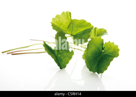 Centella asiatica (Centella asiatica), close-up Foto Stock