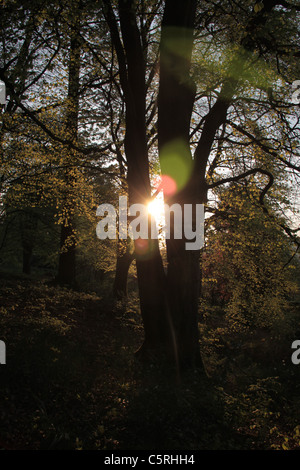 Soleggiato alberi in primavera, Linthwaite House motivi, Lake District, Cumbria, Regno Unito Foto Stock