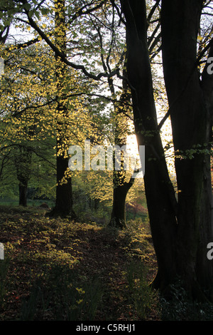 Soleggiato alberi in primavera, Linthwaite House motivi, Lake District, vicino a Windermere, Cumbria, Regno Unito Foto Stock