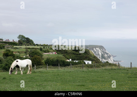 Cavallo in campo a Capel-le-Ferne scogliere Kent Foto Stock