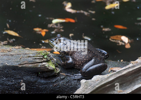 Santa Fe College insegnamento Zoo Gainesville Florida.Common bullfrog in un stagno di Florida. Foto Stock