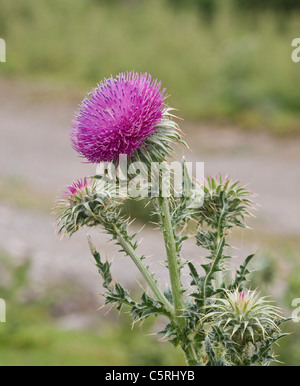 Musk Thistle, Carduus nutans. Fotografato sul bordo di una cava in North Yorkshire. Foto Stock