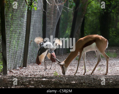 Santa Fe Zoo di insegnamento è parte di Santa Fe College a Gainesville Florida. Springbok e East African coronata gru. Foto Stock