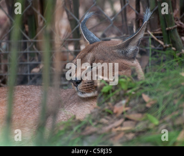 Santa Fe Zoo di insegnamento è parte di Santa Fe College a Gainesville Florida. - Caracal Caracal caracal Foto Stock