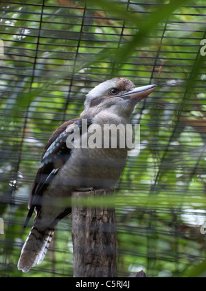 Santa Fe Zoo di insegnamento è parte di Santa Fe College a Gainesville Florida. Kookaburra- Dacelo Novaeguineae-- Australia Foto Stock