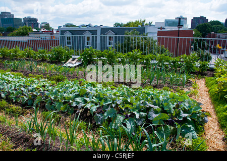 Montreal sul tetto verde giardino vegetale al Santropol Roulant centro che distribuisce i pasti per persone con ridotta mobilità Foto Stock