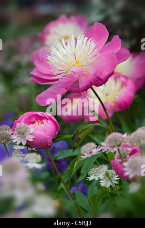 Rosa grazioso peonie - Paeonia 'ciotola di bellezza'