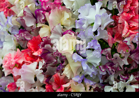 Piselli dolci - Lathyrus odoratus Foto Stock