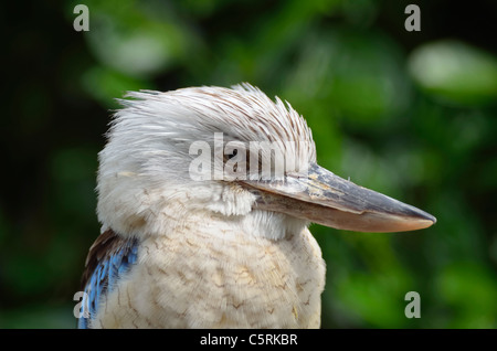 Blue Winged Kookaburra Bird Foto Stock