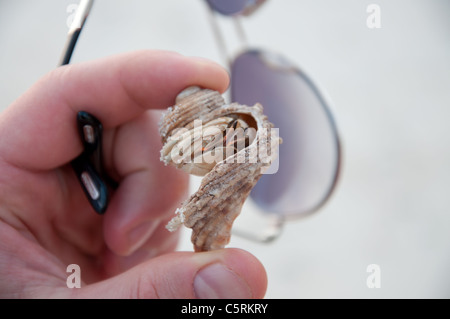 Persona in possesso di granchio nella shell, Maldive Foto Stock