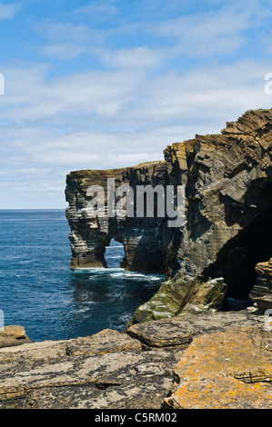 Dh testa scabra ROUSAY ORKNEY Rousay seacliffs e naturale di mare arch Foto Stock