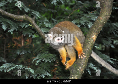 Saimiri monkey giocando in una struttura ad albero Foto Stock