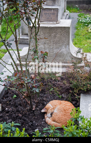 Gatto sulla lapide nel cimitero, Istanbul, Turchia Foto Stock