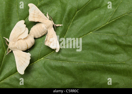 Due farfalle di baco da seta coniugata su foglie di gelso,Closeup. Foto Stock