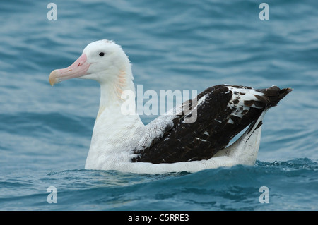 Un Albatro errante (Diomedea exulans) sull'Oceano Pacifico del Sud, Nuova Zelanda Foto Stock