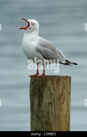 Rosso-fatturati gabbiano (Chroicocephalus scopulinus) aka sgombro Gull chiamando al porto di Akaroa , Banche Peninsular, Nuova Zelanda. Foto Stock