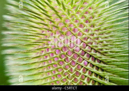 Un unico fiore Teasel testa - Dipsacus fullonum Foto Stock