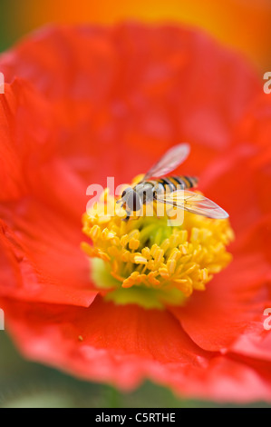 Un Hoverfly, fiore fly o syrphid volare su un arancio Islanda Poppy - Papaver nudicaule Foto Stock