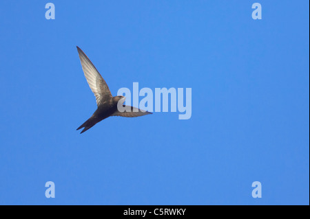 Swift - In volo Apus apus Suffolk, Regno Unito BI009834 Foto Stock